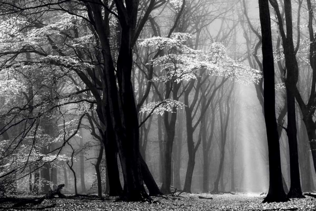 Winter is Coming Poster Print by Lars Van de Goor - Item # VARPDX14622